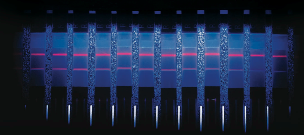 Paper test strips glow with results from the hepatitis C test: two lines is positive; one line is negative.